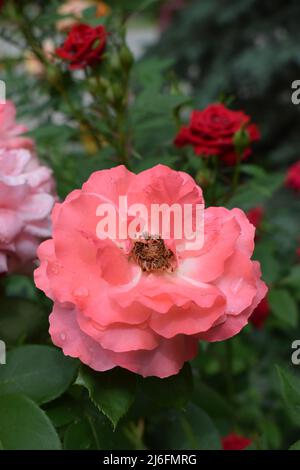 Eine große blühende rosa Rose ist auf dem Zweig im verschwommenen Rosengarten Hintergrund. Selektiver Fokus. Weiche rosa flauschige Gartenrose auf einem dunklen Hintergrund clos Stockfoto
