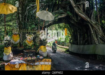 Bunut Bolong, der riesige hohle banyan-Baum im Dorf Manggisan, Jembrana Regency, Bali, Indonesien. Der Baum ist ein natürliches Wahrzeichen, das von Einheimischen geheiligt wird. Stockfoto