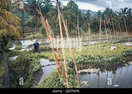 Ein indonesischer Landwirt, der in einem Dorf im Buleleng Regency, Bali, Indonesien, eine neue Ernte anpflanzt Stockfoto