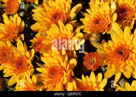 Ungewickelte Blüten aus gelben und orangen Chrysanthemen. Gelbe und orange Chrysanthemen im Park im Herbst Stockfoto
