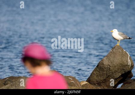 Gelbbeiner-Möwe Larus michaellis atlantis und Frau, die im Vordergrund geht. San Sebastian de La Gomera. La Gomera. Kanarische Inseln. Spanien. Stockfoto