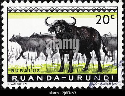 Afrikanische Büffel auf afrikanischer Briefmarke Stockfoto