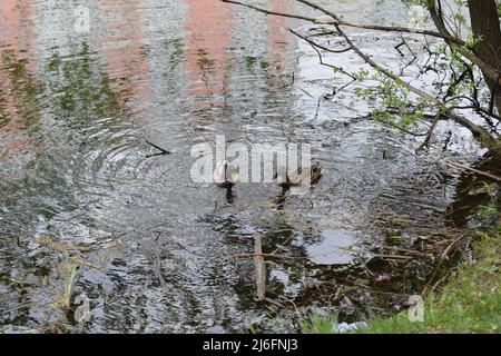 Nahaufnahme zwei wilde Enten schwimmen an einem Frühlingstag im Fluss. Wildtiere. Mallard Enten schwimmen im See. Wildente (Anas platyrhynchos) ist eine taumelnde Ente Stockfoto