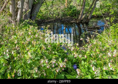 Wilder Beinwell, Symphytum officinale, wächst neben einem Norfolk-Bach. Stockfoto