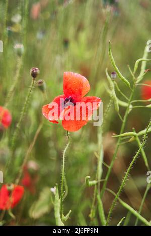 Rote Mohnblume Nahaufnahme. Wiese mit schönen leuchtend roten Mohnblumen im Frühjahr Stockfoto