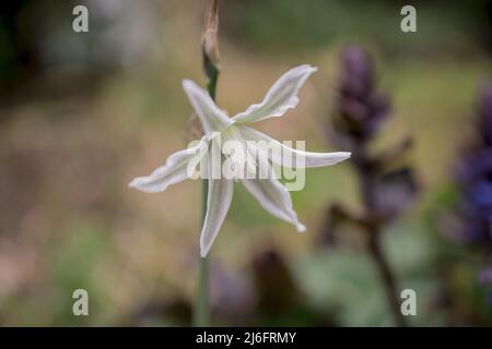Foto von Frühlingsblumen auf natürlichem Hintergrund Stockfoto