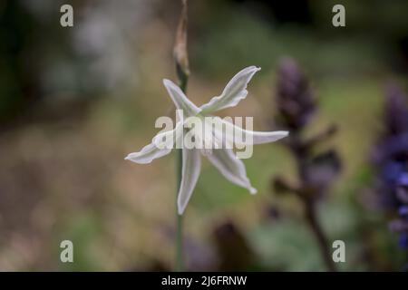 Foto von Frühlingsblumen auf natürlichem Hintergrund Stockfoto