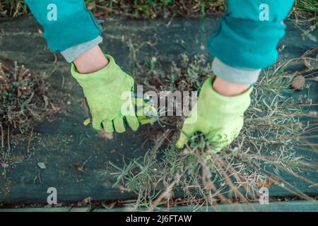Frau reicht im Garten Gummihandschuhe mit einer Gartenschere, die verwelkende Blumen auf Lavendelbusch abschneidet Stockfoto