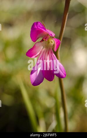 Blume des italienischen Gladiolus Gladiolus italicus. Los Almacigos. Alajero. La Gomera. Kanarische Inseln. Spanien. Stockfoto