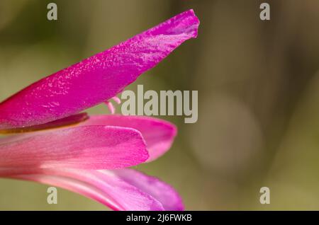 Blume des italienischen Gladiolus Gladiolus italicus. Los Almacigos. Alajero. La Gomera. Kanarische Inseln. Spanien. Stockfoto