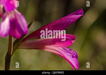 Blume des italienischen Gladiolus Gladiolus italicus. Los Almacigos. Alajero. La Gomera. Kanarische Inseln. Spanien. Stockfoto