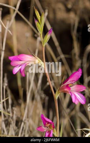 Blüten des italienischen Gladiolus Gladiolus italicus. Los Almacigos. Alajero. La Gomera. Kanarische Inseln. Spanien. Stockfoto