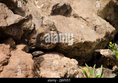 Männliche Eidechse Gallotia caesaris am Eingang ihres Baus. Targa. Alajero. La Gomera. Kanarische Inseln. Spanien. Stockfoto