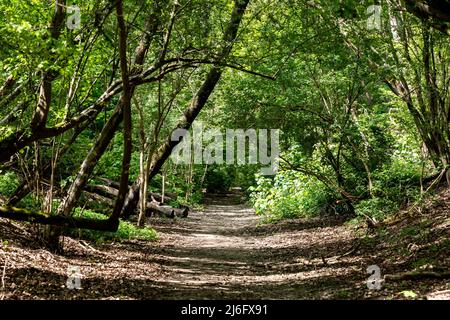 Ein Weg durch den Wald in Sussex, mit strahlendem Sonnenlicht, das durch die Bäume scheint Stockfoto