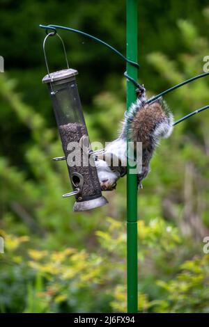 Ein Sciurus carolinensis, allgemein bekannt als ein graues Eichhörnchen, das sich an einem Futterstock des Vogels festhält, während er Sonnenkerne isst Stockfoto