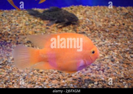 Rotblutpapageiencichlid schwimmen im Aquarium. Es ist ein Süßwasserfisch-Hybrid aus den midas und dem Rotkopfcichlid. Der Blutpapageiencichlid ist ein Stockfoto