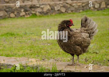 Henne Gallus domesticus auf einer Steinmauer. Vallehermoso. La Gomera. Kanarische Inseln. Spanien. Stockfoto