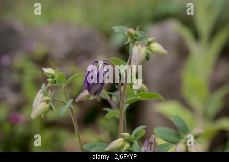 Foto von Frühlingsblumen auf natürlichem Hintergrund Stockfoto