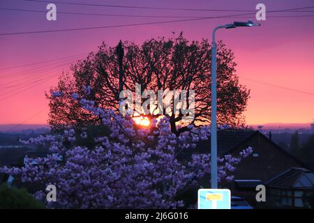 Untergehende Sonne hinter Bäumen Stockfoto