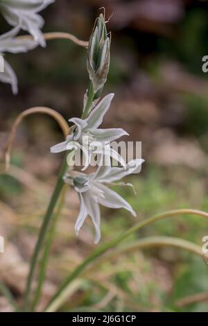 Foto von Frühlingsblumen auf natürlichem Hintergrund Stockfoto