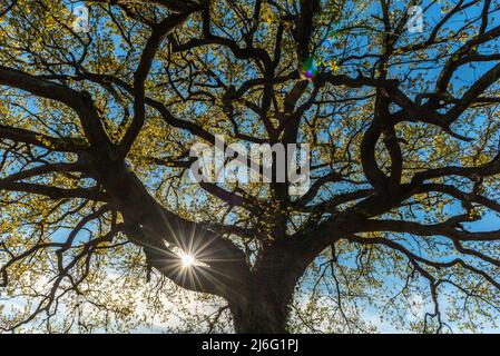 Sonnenstrahlen, die durch das Laub einer großen Eiche auf einer Frühlingswiese gehen. Frankreich. Stockfoto