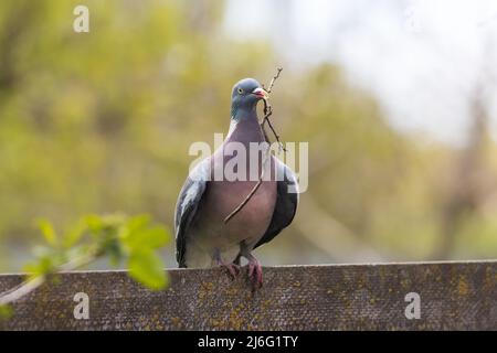 Taube mit einem Ast im Schnabel sitzt auf einem Zaun Stockfoto