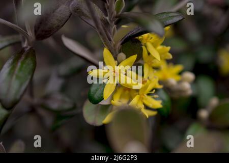 Foto von Frühlingsblumen auf natürlichem Hintergrund Stockfoto