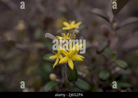 Foto von Frühlingsblumen auf natürlichem Hintergrund Stockfoto