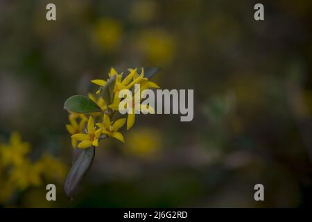 Foto von Frühlingsblumen auf natürlichem Hintergrund Stockfoto