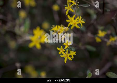 Foto von Frühlingsblumen auf natürlichem Hintergrund Stockfoto