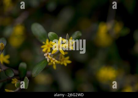 Foto von Frühlingsblumen auf natürlichem Hintergrund Stockfoto