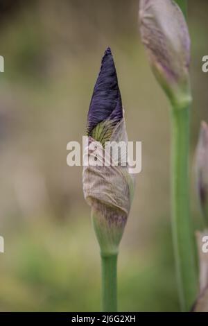 Foto von Frühlingsblumen auf natürlichem Hintergrund Stockfoto