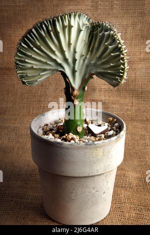 Nahaufnahme des Coral Candelabra Kaktus fächerförmig Stockfoto