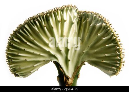 Nahaufnahme des Coral Candelabra Kaktus fächerförmig Stockfoto