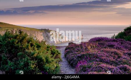 Isle of Wight, Großbritannien - 28. August 2021: Heide und Herbstabend leuchten auf Headon Warren mit der Needles-Halbinsel und dem Leuchtturm, Isle of Wight, Großbritannien Stockfoto