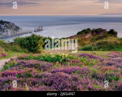 Isle of Wight, Großbritannien - 28. August 2021: Heide und Herbstabend leuchten auf Headon Warren mit der Needles-Halbinsel und dem Leuchtturm, Isle of Wight, Großbritannien Stockfoto