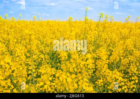 Blühendes Rapsfeld an einem sonnigen Sommertag. Gelbes Feld helle Blumen, Olivenkultur, Schönheit in der Natur. Stockfoto