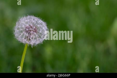 Nahaufnahme der in einen Samen verwandelten Delelionsblume. Für Text platzieren. Stockfoto
