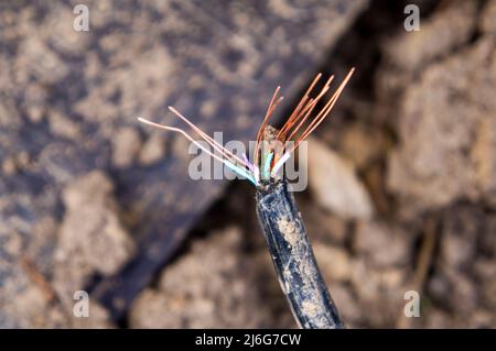 Beschädigte Erdkabel beim Graben, eingerastet, defektes Stromleitungskabel, Verkabelung, defekte Stromleitung, Reparatur, Pruhonice, Tschechische Republik am 29. April 2 Stockfoto