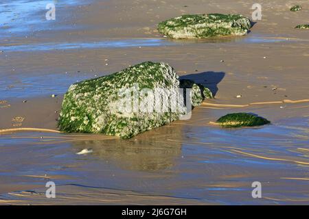 Felsen am Strand von Cap Blanc-Nez (Opalküste) in Pas-de-Calais, Frankreich Stockfoto