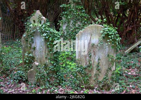 2 schaurige alte, mit Efeu bedeckte Grabsteine auf dem Friedhof der verfallenen Petworth-Kapelle, wo 1942 ein tödlicher Bombenangriff auf eine Knabenschule erfolgte. Stockfoto