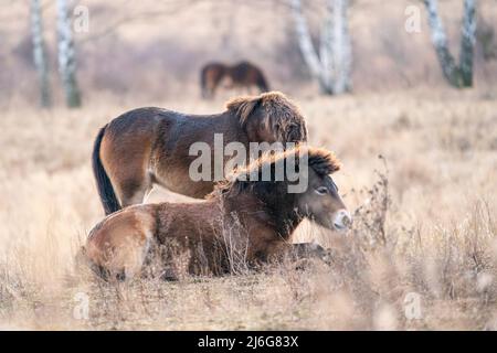 Exmoor Pony Horses im Milovice Naturschutzgebiet, Tschechische Republik Stockfoto