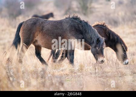 Europäische Wildpferde im Naturschutzgebiet Milovice, Tschechische Republik. Equus ferus ferus Stockfoto