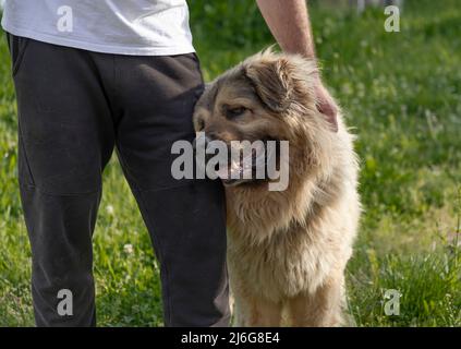 Schöner langhaariger russischer kaukasischer Schäferhund schmiegt sich an das Bein seines männlichen Besitzers Stockfoto