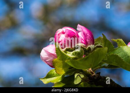 Apfelblüte in einem Devon Country Garden. Stockfoto