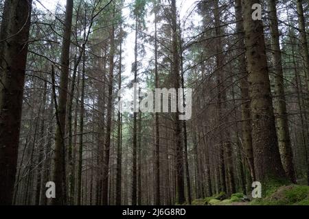 Dichter Nadelwald mit hohen Kiefern in schottischen Wäldern Stockfoto