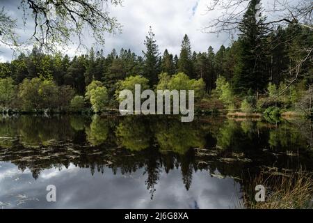 Bäume und Reflexionen in Glen Lochan, Glencoe, Schottland Stockfoto