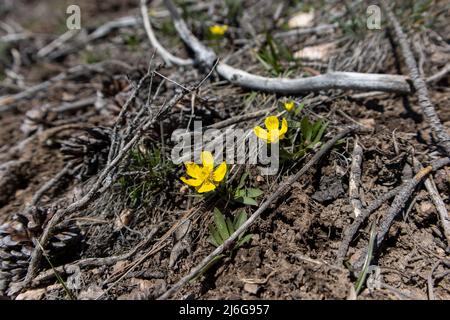 Im State Forest State Park in den Rocky Mountains von Colorado wachsen aus dem Schmutz kleine gelbe Wildblumen Stockfoto