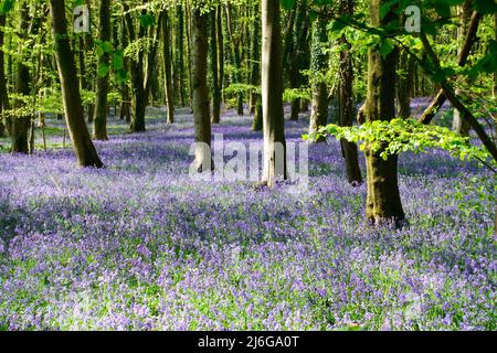 Bluebells unter Mischwäldern in Rowlands Castle im April Stockfoto