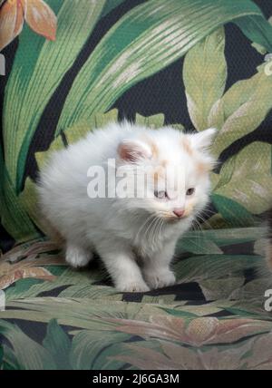 Winziges weißes Kätzchen sitzt auf einem farbenfrohen Outdoor-Stuhl Stockfoto